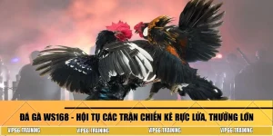 Đá gà WS168
