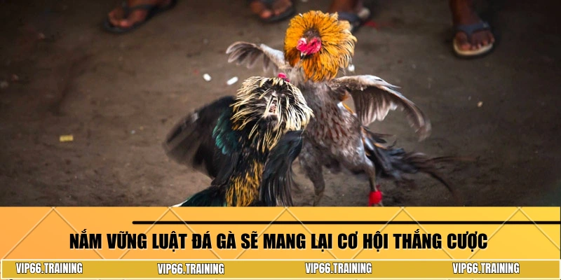 Nắm vững luật đá gà sẽ mang lại cơ hội thắng cược 